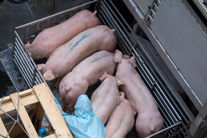 Greenfeed hướng đến cung cấp đầu vào con giống chất lượng cho mô hình chăn nuôi hiệu quả. Ảnh: Greenfeed