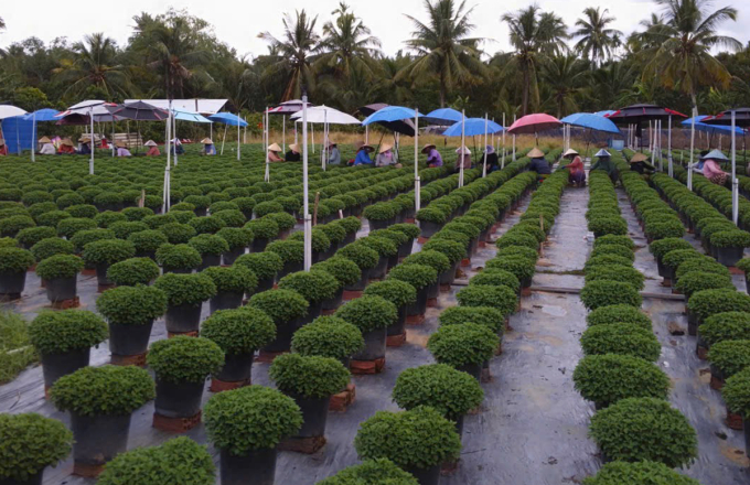 Nông dân Chợ Lách chăm sóc hoa kiểng phục vụ Tết Nguyên đán 2026. Ảnh: Trung Nguyễn