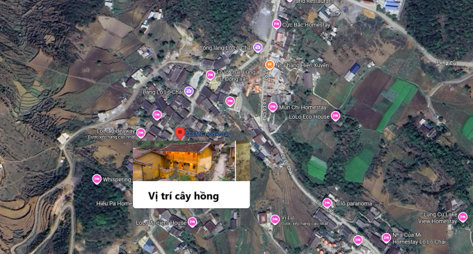 Vị trí cây hồng được săn đón ở làng Lô Lô Chải. Ảnh: Google Map