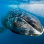 Bí quyết sống lâu: Khám phá loài cá voi thọ nhất thế giới