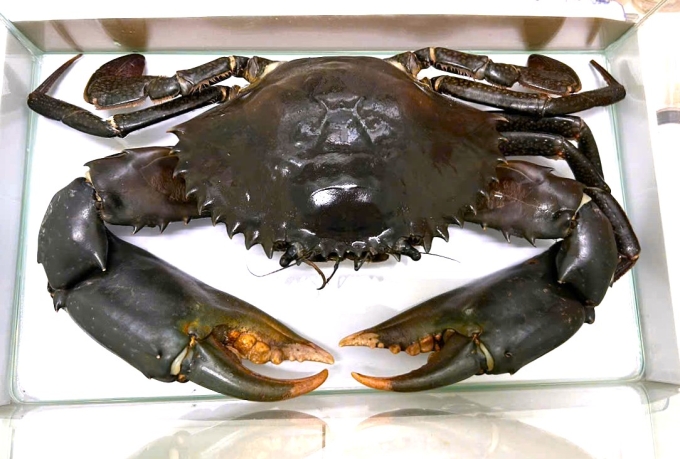 Con cua càng sen được đơn vị thắng giải tặng lại Phân viện Nghiên cứu thủy sản Nam Sông Hậu làm tiêu bản. Ảnh: Công ty TNHH Dư Thái Bình