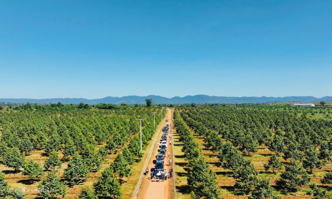 Đoàn cổ đông tham quan vườn sầu riêng tại Lào của Hoàng Anh Gia Lai. Ảnh: Thi Hà