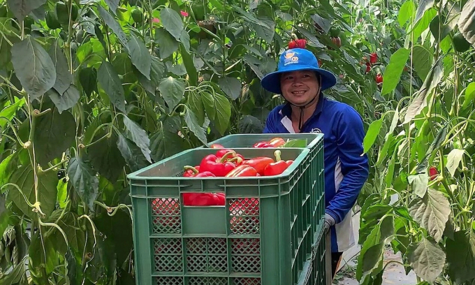 Lao động thời vụ nông nghiệp tại Hàn Quốc. Ảnh: Nam Cường