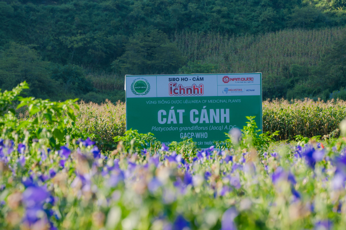 Cát cánh trồng ở độ cao trên 1000 m, nơi có điều kiện lý tưởng cho cây phát triển. (Ảnh: Ích Nhi)