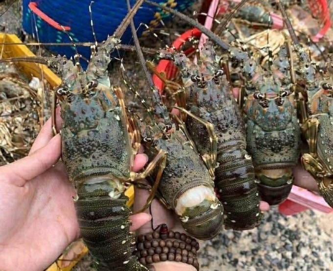 Tôm hùm Phú Yên (cũ) bị ảnh hưởng lũ được cửa hàng ở TP HCM rao bán với giá rẻ. Ảnh: NVCC.