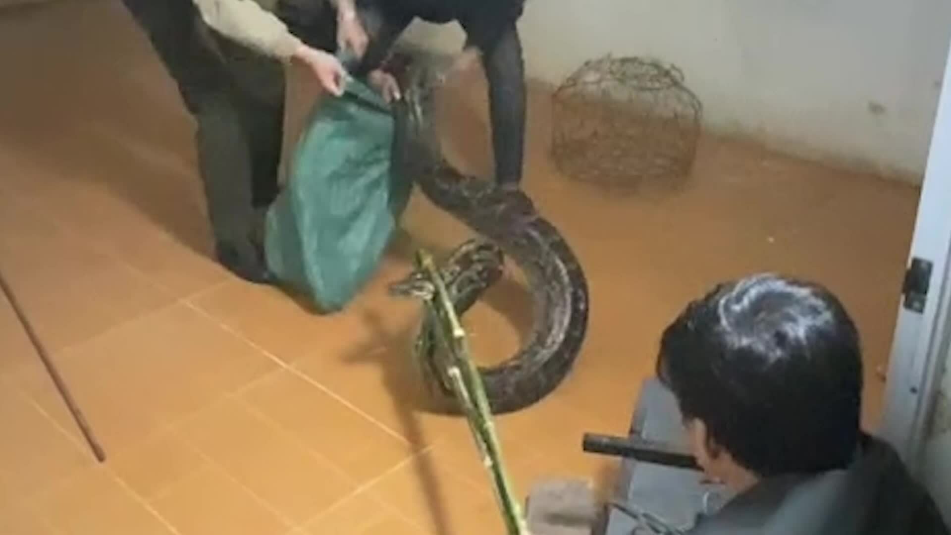 Trăn quý hiếm hơn 30kg cuộn tròn trong nhà dân