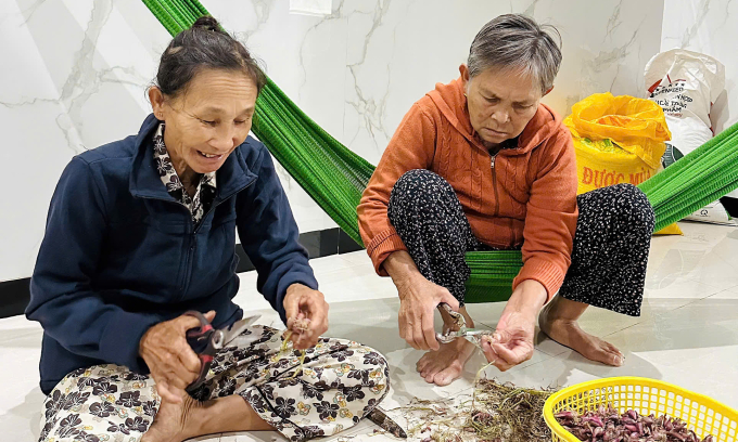 Bà Hồng (trái) và bà Hoa nhặt hành sau thu hoạch, trong khi đi tránh bão tại ông Huỳnh Văn Hiệp ở thôn Thắng Kiên, xã Đề Gi, chiều 6/11. Ảnh: Diệu Hiền