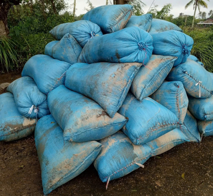 Số lúa đang vứt ra vườn chờ tìm người mua của gia đình bà Đông Sương ở thôn Vạn Lộc, xã Hòa Mỹ. Ảnh: Cao Văn Ninh