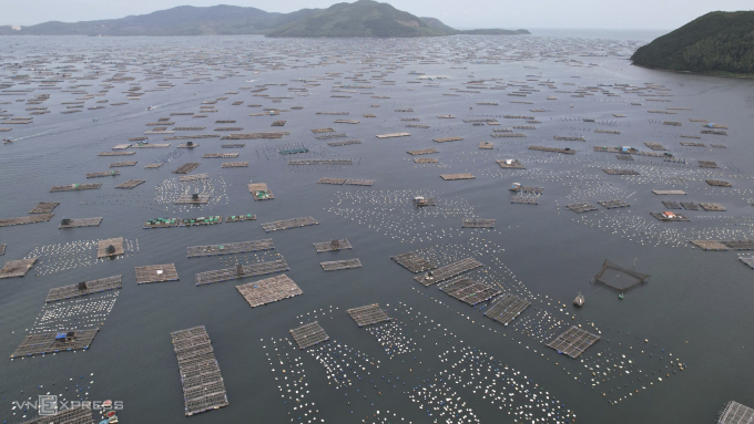 Thủ phủ nuôi tôm hùm Vịnh Xuân Đài, tỉnh Đắk Lắk (Phú Yên cũ). Ảnh: Đình Văn